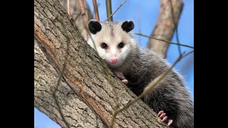 SC Wildlife  Opossums [upl. by Asiar865]