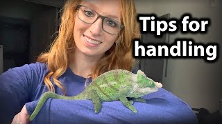 How to handle and tame a chameleon [upl. by Eerb]