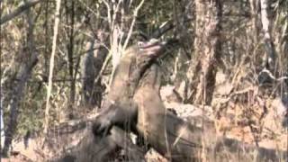 BBC Life Komodo Dragon Fight  Sir David Attenborough [upl. by Emmey]