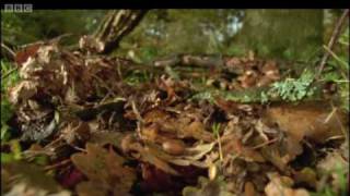 Life of Insects  Attenborough Life in the Undergrowth  BBC [upl. by Adnilemreh]