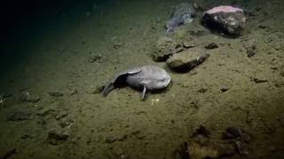 Blob Sculpin Sightings  Nautilus Live [upl. by Nic]