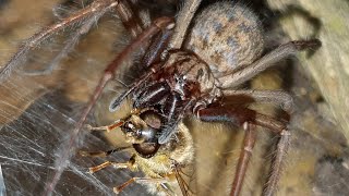 All About Giant House Spiders [upl. by Menon553]