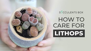 BEST TIPS HOW TO CARE FOR LITHOPS  LIVING STONES [upl. by Akir857]