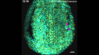 Convergence and extension in zebrafish [upl. by Skipp]