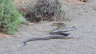 Cobra vs Puff Adder [upl. by Sucramrej]