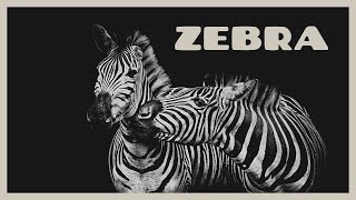 Zebra sounds like a dog barking Zebra noise  real sound of zebra [upl. by Som]