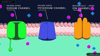 Action Potential in the Neuron [upl. by Atazroglam]