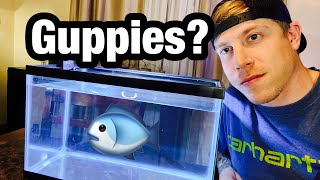 How Many Guppies in a 10 gallon Aquarium [upl. by Jola533]