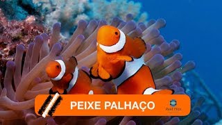 Aquário Marinho  Peixe Palhaço [upl. by Pfeifer]