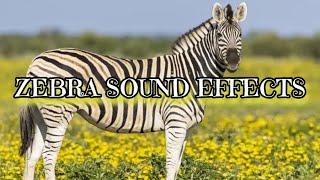 Zebra Sound Effects [upl. by Llennhoj821]