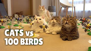 Cats vs 100 Birds  Kittisaurus [upl. by Sonaj770]