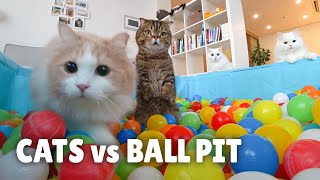 Cats vs Ball Pit  Kittisaurus [upl. by Fita]