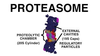 THE PROTEASOME UBIQUITINATION AND PROTEIN DESTRUCTION [upl. by Eiramanad]