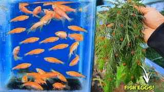 How to breed ZEBRA DANIO  Natural Method [upl. by Eicram843]