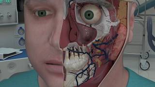 Chapter 2 Nasal Anatomy and Function [upl. by Oakley]