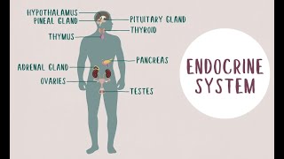 What is endocrinology [upl. by Llerut907]