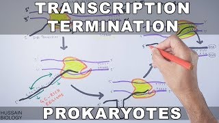 Transcription Termination in Prokaryotes [upl. by Broddy]