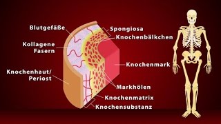 Knochen  Schulfilm Biologie [upl. by Neiht851]