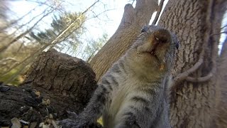 Grey squirrel vocalizations [upl. by Laurence789]