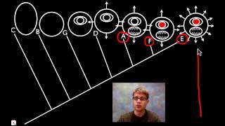 Cladograms [upl. by Adnahc952]