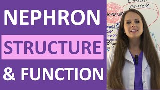 Nephron Structure and Function Physiology  Filtration Reabsorption Secretion NCLEX Review [upl. by Stalker]