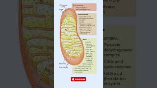 Mitochondria  The Powerhouse of the Cell science biology [upl. by Yrrok]