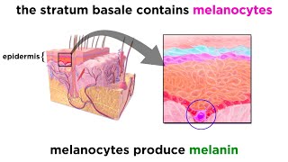 The Integumentary System [upl. by Gene]