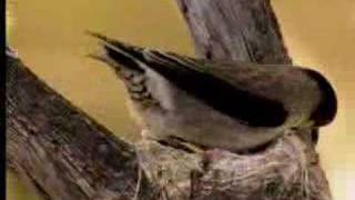 How birds camouflage their nests  David Attenborough  BBC wildlife [upl. by Hedvah35]