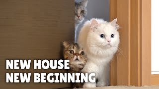 New House New Beginning  Kittisaurus Villains [upl. by Eelana]