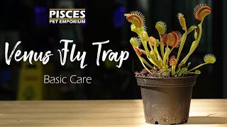 How to Care for the Venus Fly Trap [upl. by Ierbua334]