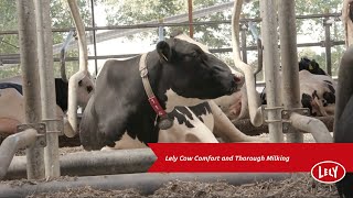 Cow Comfort with the Lely Astronaut A5 Robotic Milking System [upl. by Ecinwahs]