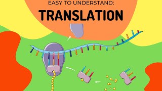 Protein Synthesis Translation [upl. by Dionisio]