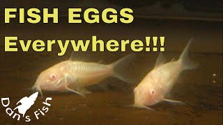 Albino Corydoras Breeding amp Raising [upl. by Ikcim947]