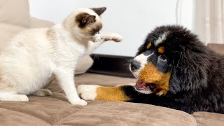 Bernese Mountain Dog Puppy Plays with Kitten [upl. by Roland]