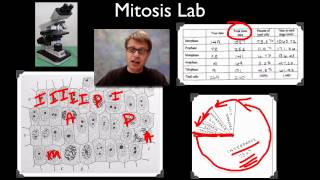 AP Biology Lab 3 Mitosis and Meiosis [upl. by Ydisahc]