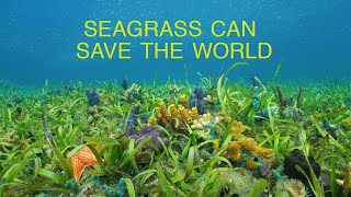 Marine Plants Can Save the World  Part 1 Seagrass [upl. by Dunaville200]