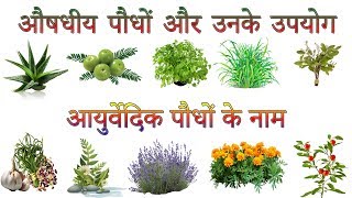 औषधीय पौधों और उनके उपयोग  Ayurvedic Plants Information In Hindi  आयुर्वेदिक पौधों के नाम [upl. by Idel]