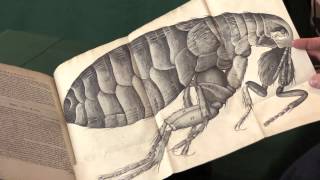 Robert Hooke Micrographia [upl. by Chester]