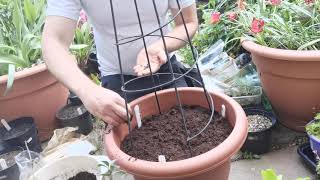 How to plant Glory lily Gloriosa rotschildiana and Gloriosa plantii care and cultivation in UK [upl. by Oniratac]