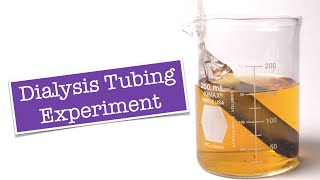 Dialysis Tubing Experiment [upl. by Naraa]