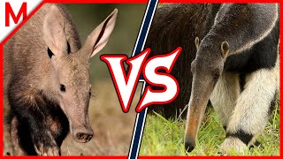 36💥Aardvark vs Giant Anteater  Panda vs Spectacled Bear winner [upl. by Gipps]