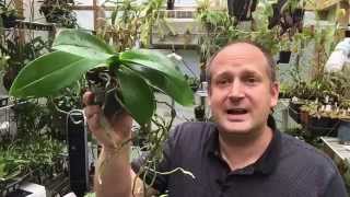 ORCHID ROOT CARE WHAT TO DO WITH THOSE ORCHID AERIAL ROOTS [upl. by Harahs488]