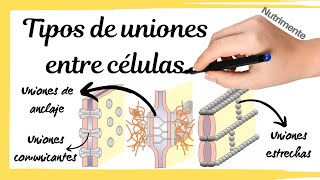 Tipos de UNIONES entre las CÉLULAS [upl. by Batish384]