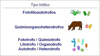 Metabolismo microbiano 01 Introducción Tipos tróficos [upl. by Htebharas]