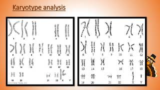 Karyotype Analysis [upl. by Cherida828]