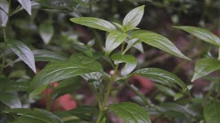 3 Serpentina  PLANT BENEFITS AND USES LEAVES HALAMANG GAMOT  Likas Lunas [upl. by Zandra]