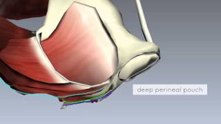 Pelvic Floor Part 2  Perineal Membrane and Deep Perineal Pouch  3D Anatomy Tutorial [upl. by Anisor621]