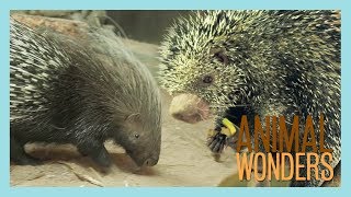 Our Two Porcupines Kemosabe amp Kizmit [upl. by Amirak]