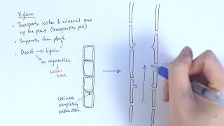 AS Biology  Transport systems in plants OCR A Chapter 91 [upl. by Seidnac]