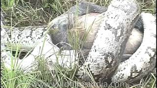 Indian rock python swallowing langur [upl. by Nivi]